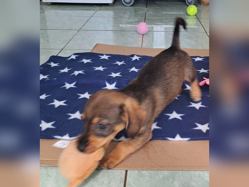 Kambria sucht ihr liebevolles Zuhause