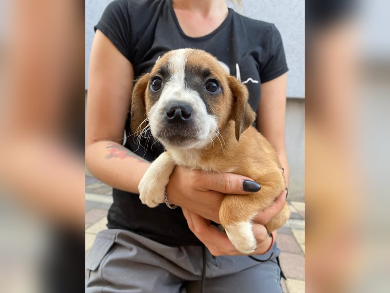 Rizsa sucht ein Zuhause voller Liebe