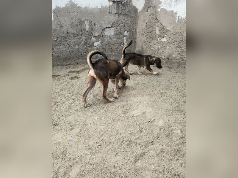 ⭐️ILKER ⭐️, fröhlicher Hundejunge, 11 Monate, 38 cm, Mischling, Tierschutz