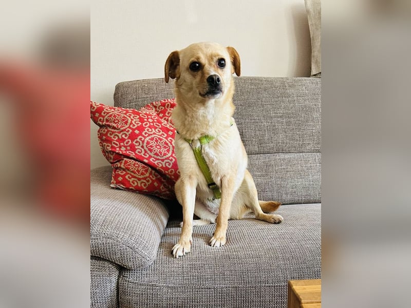 Goldi Tierschutzhund sucht ein Zuhause