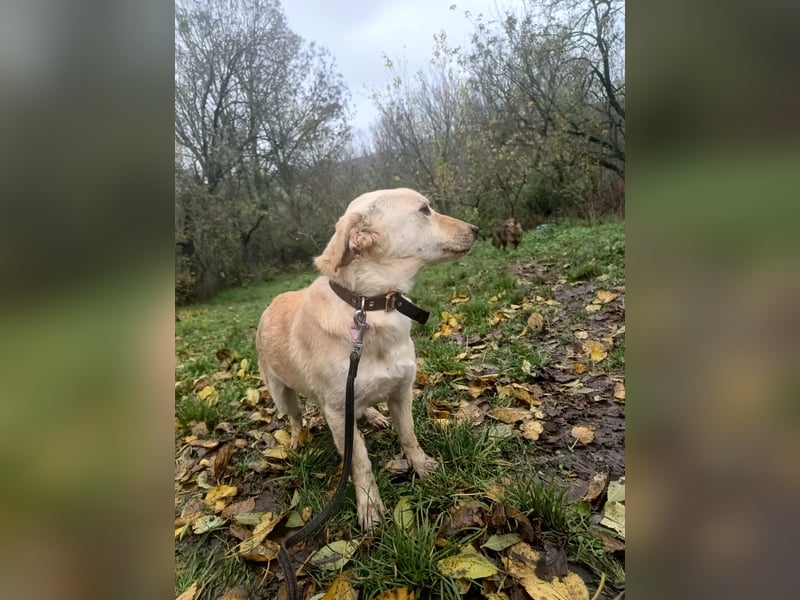 Billy Tierschutzhund sucht ein Zuhause