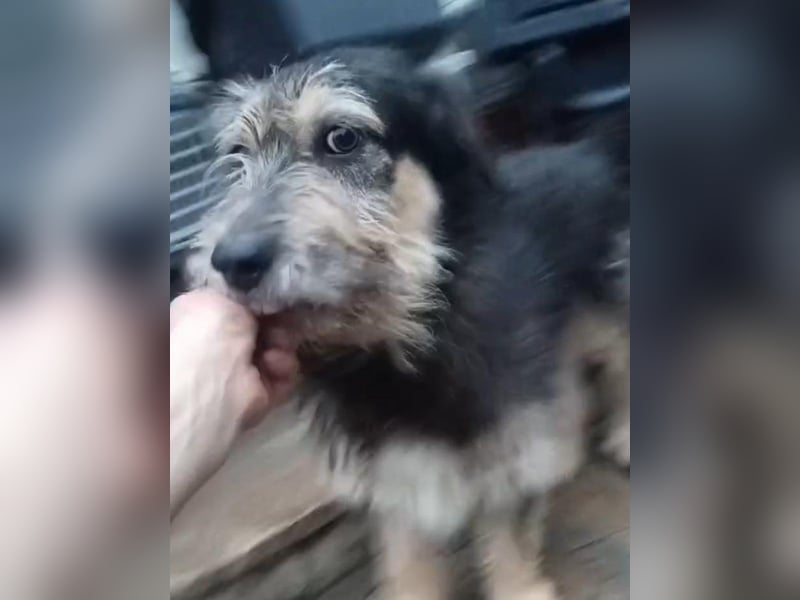 JAROD, pfiffiges Kerlchen, 2 Jahre, 33 cm, Mischling, Tierschutz Rumänien