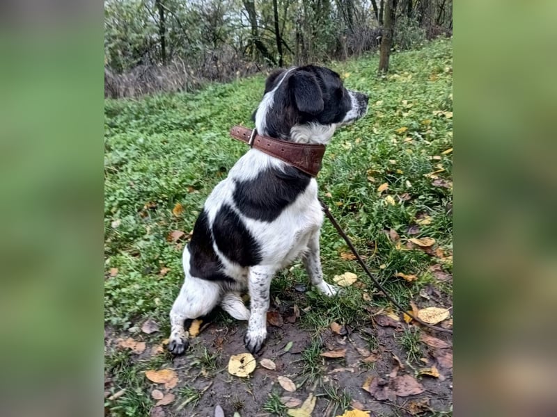 Minnie Tierschutzhund sucht ein Zuhause