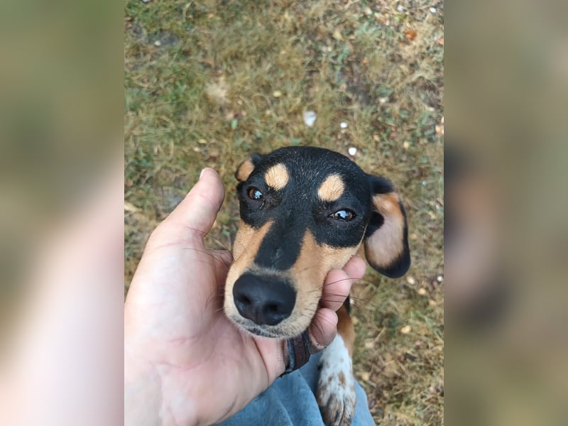 Cleo Tierschutzhund sucht ein Zuhause