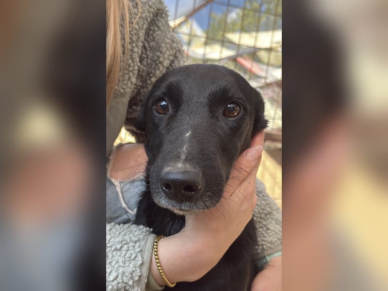 Majka, zarter, lieber Hundemann