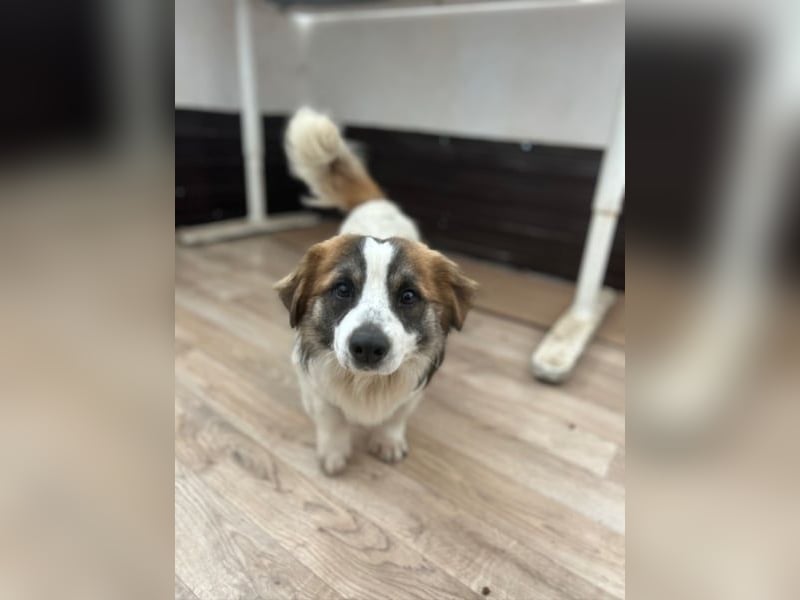 TOC, süßer, kleiner Kerl, Rüde, 2 Jahre, 35 cm, Mischling, Tierschutz