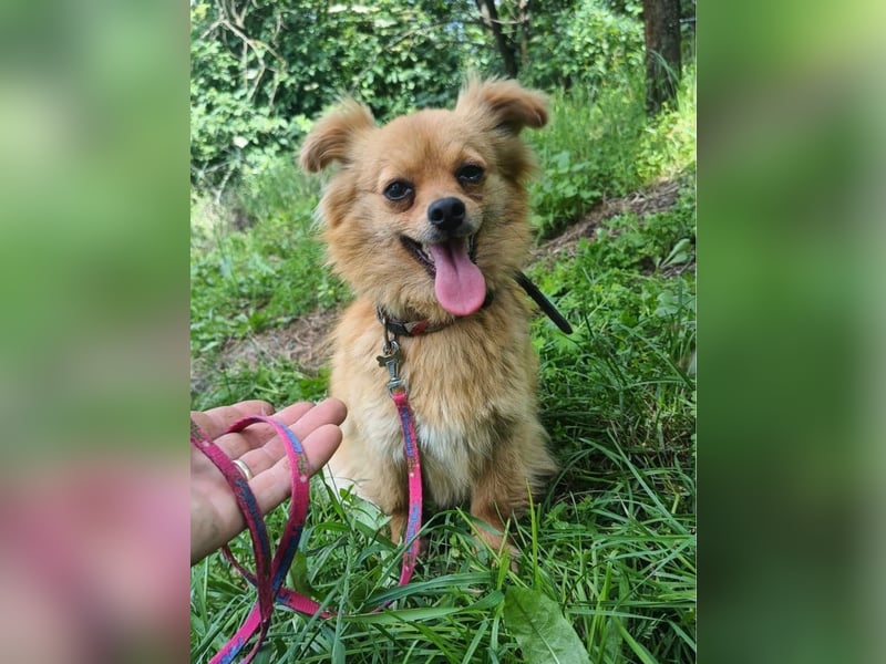 Luna Tierschutzhund sucht ein Zuhause