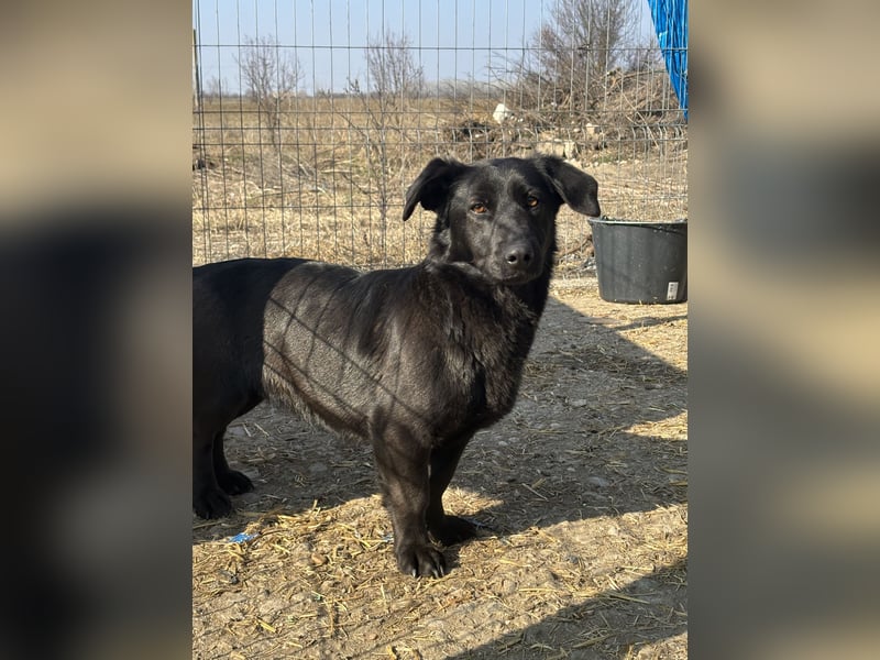 ⭐️MARIUCA⭐️, witzige, kleine Hündin, 3 Jahre, 37 cm, Mischling, Tierschutz Rumänien