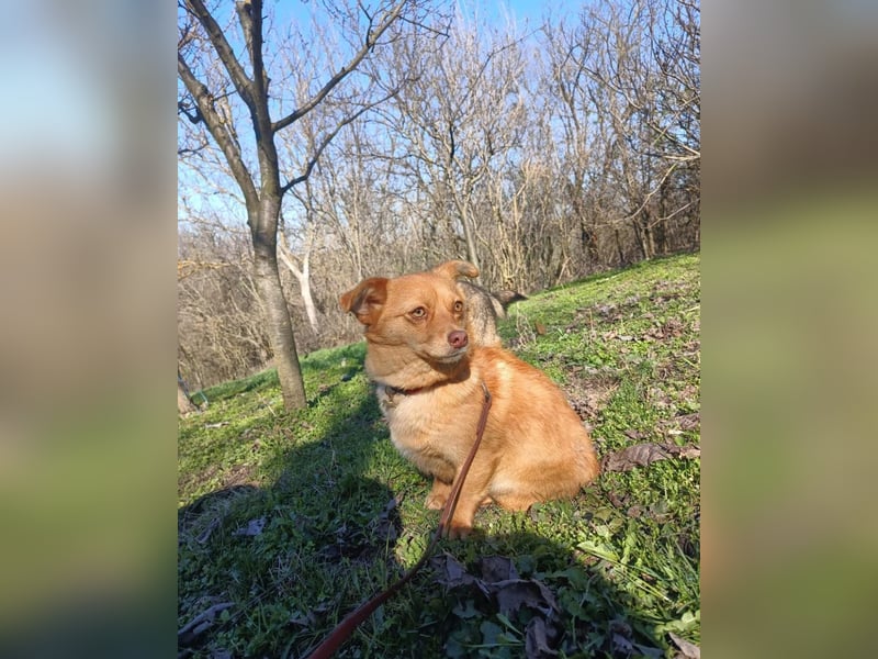 Lina Tierschutzhund sucht ein Zuhause