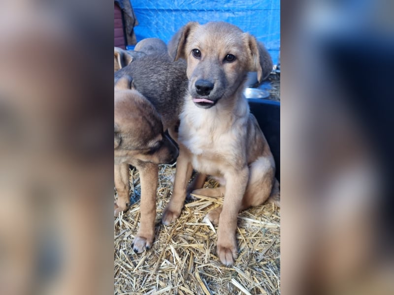 ⭐️ARMANI⭐️, Rüde, 8 Monate, 25 cm, Mischling, Tierschutz