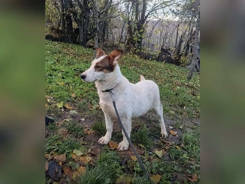Lumi Tierschutzhund sucht ein Zuhause
