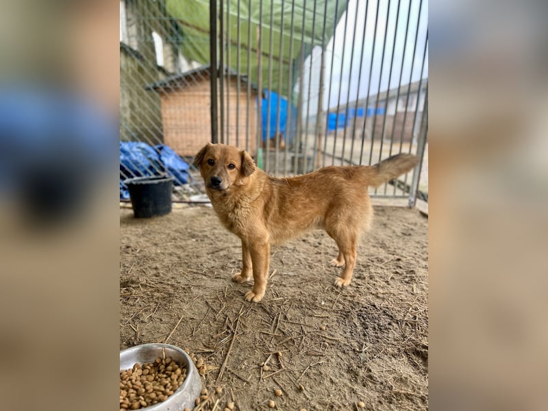 ARMANI, fröhliches Leckermäulchen, 9 Monate, 35 cm, Mischling, Tierschutz Rumänien