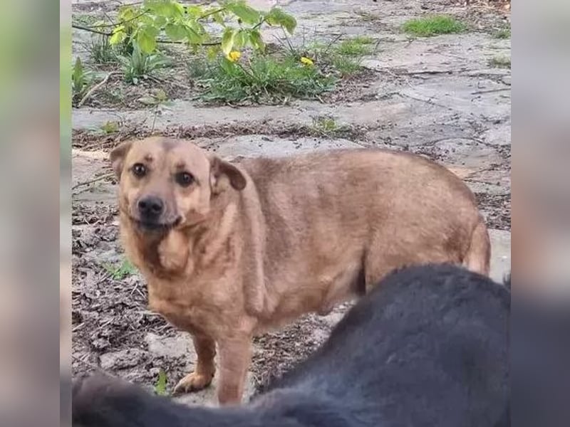 ⭐️FUNNY⭐️, lustige Hunde-Dame, 9 Jahre, 35 cm, Mischling, Tierschutz