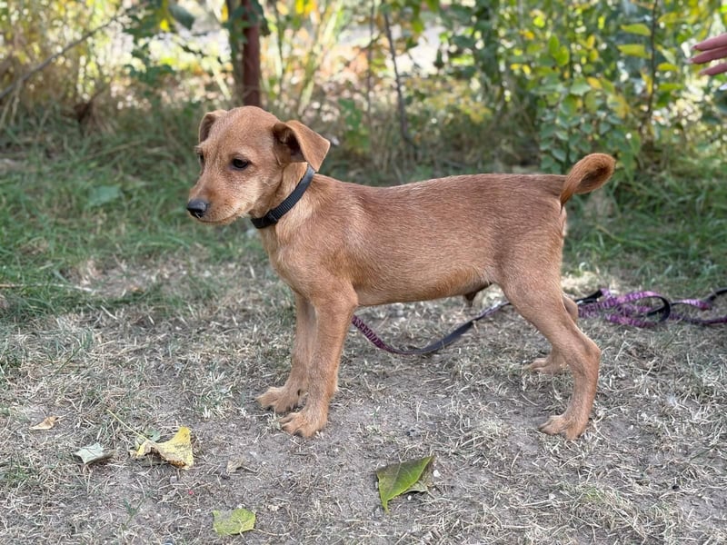Flynn - Hundekind sucht eine liebevolle Familie!