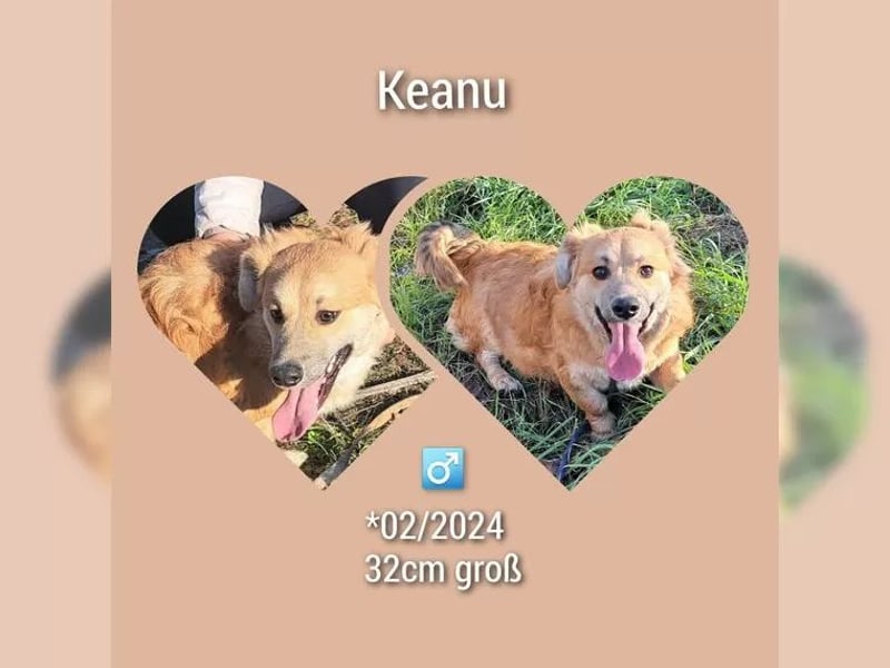 Junghund Rüde Keanu 30 cm, ist ein sehr lieber Rüde der ein eigenes Zuhause möchte