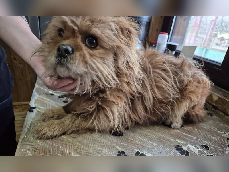 Rüde Cookie sucht seine Menschen