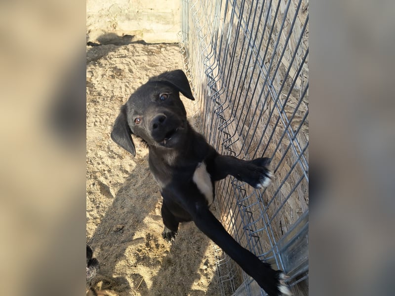 ⭐️YANO⭐️, bezaubernder Hundejunge, 1 Jahr, 37 cm, Mischling, Tierschutz Rumänien