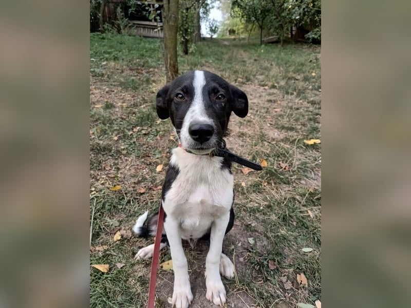Ziko Tierschutzhund  sucht ein Zuhause