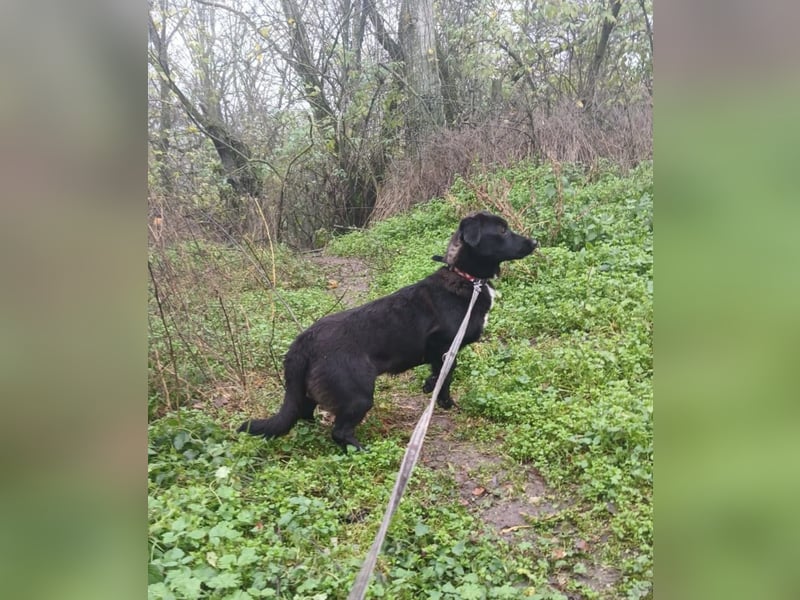 Lilu Tierschutzhund sucht ein Zuhause