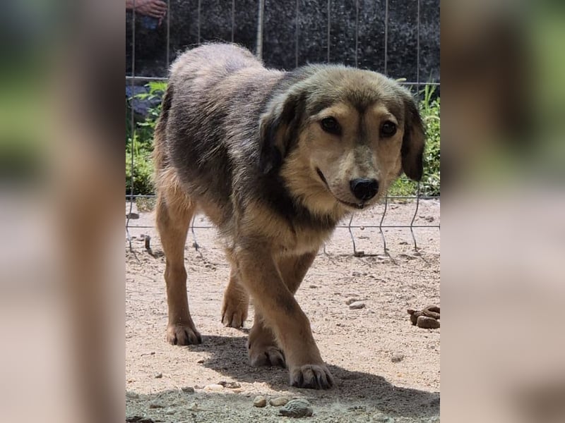 ⭐️ALINE⭐️, zarte Zuckerschnute, Hündin, 1,5 Jahre, 32 cm, Mischling, Tierschutz