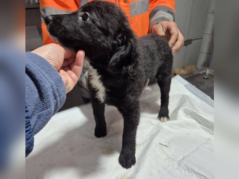 Welpenhündin 890526 sucht ihr eigenes Zuhause