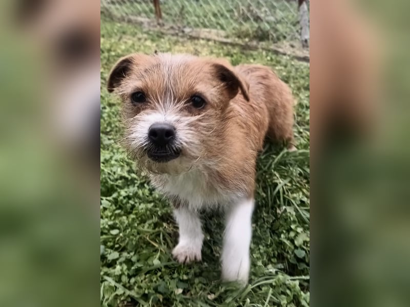 Kaya Tierschutzhund sucht ein Zuhause