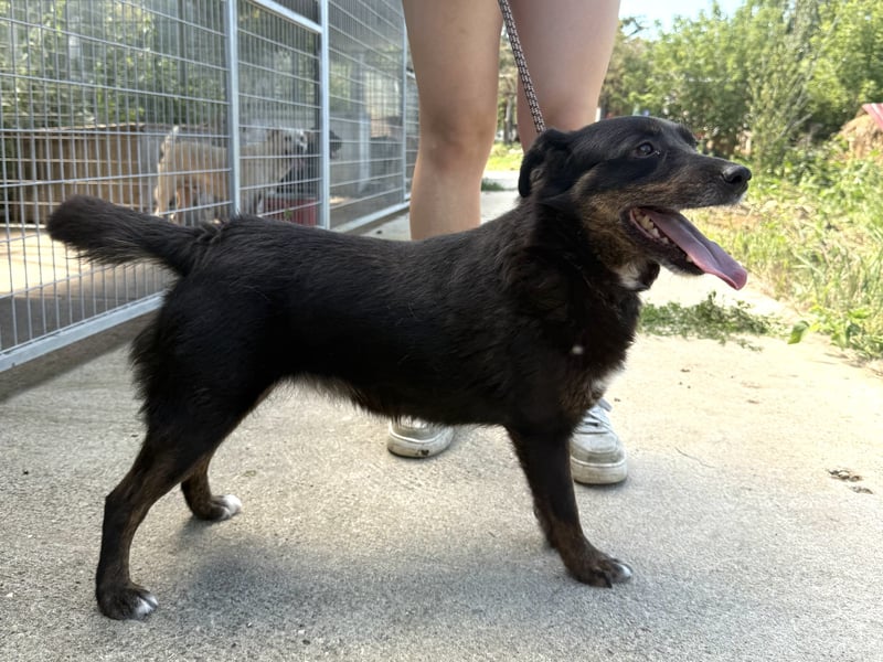 Trixie - Kämpferin sucht großes Glück