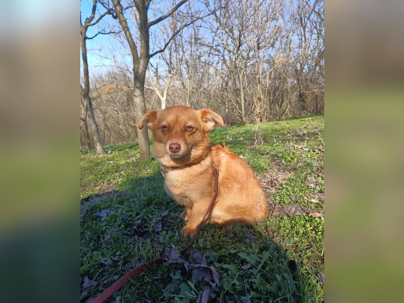 Lina Tierschutzhund sucht ein Zuhause