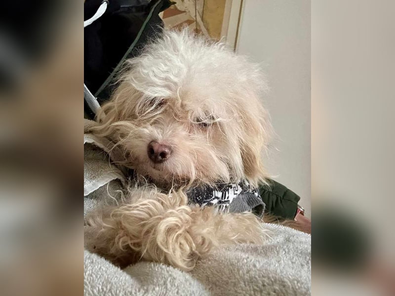 ⭐️SMARTIE⭐️, Rüde, 1,5 Jahre, 30 cm, Mischling, Tierschutz, auf Pflegestelle in DE