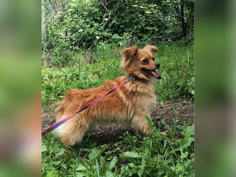Luna Tierschutzhund sucht ein Zuhause