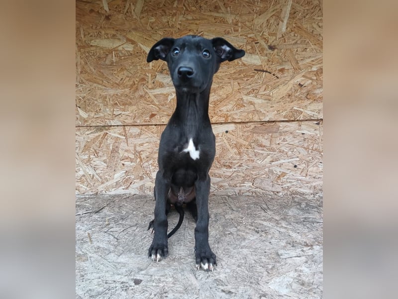 Sancho Tierschutzhund sucht ein Zuhause