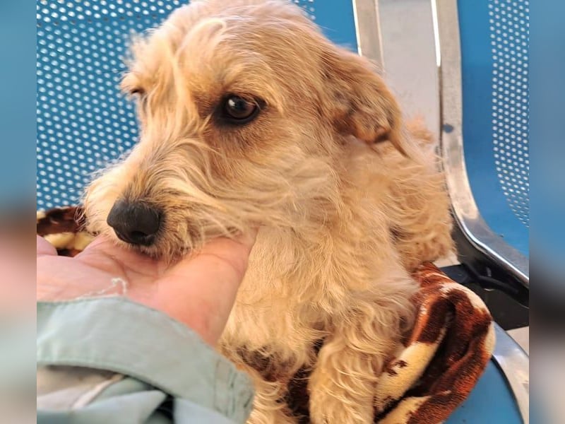 Linda 32cm, möchte Rumänien gerne verlassen