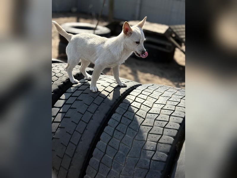 Bibe sucht ein Herz, das sie liebt