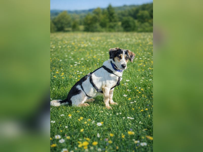 REA, sucht ihre Menschen, 2,5 Jahre, 34 cm, Mischling, Pflegestelle 53937, Tierschutz Rumänien