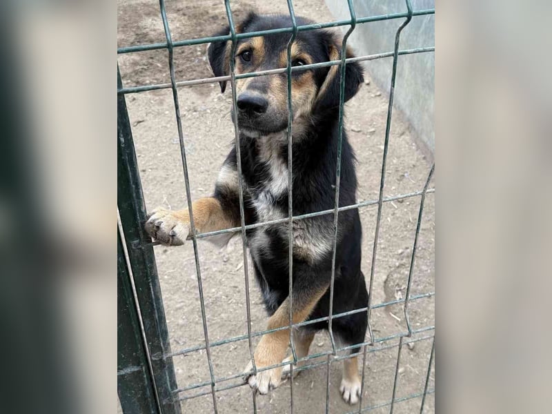 ⭐️BERO⭐️, Rüde, 1,5 Jahre, 32cm, Mischling, Tierschutz