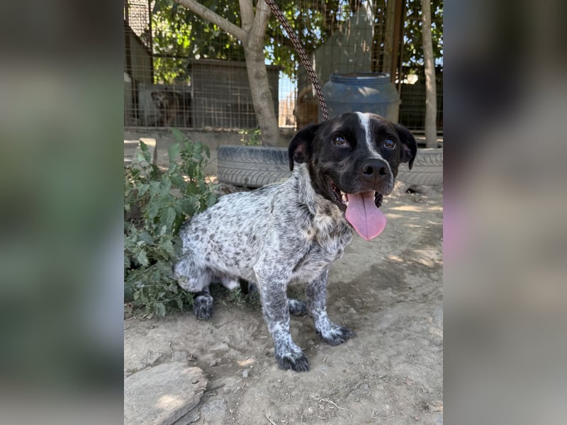 Rocky sucht sein Für Immer Zuhause