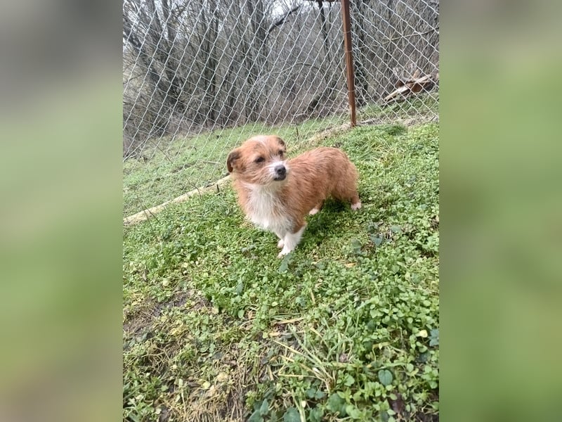 Kaya Tierschutzhund sucht ein Zuhause