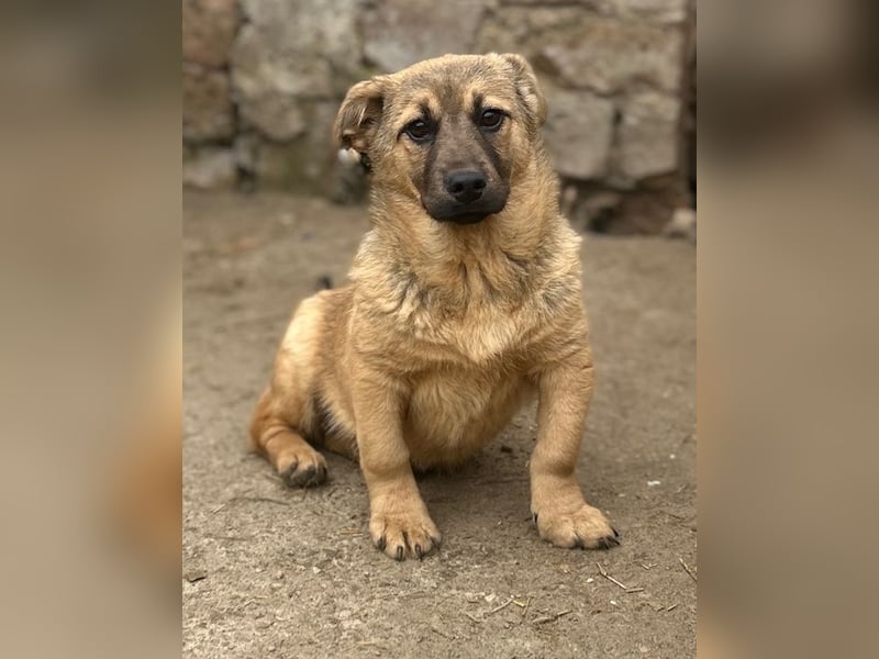 ⭐️Phaja⭐️, reizendes Mini-Mädchen, Welpe, 8 Monate, 31 cm, Mischling, Tierschutz