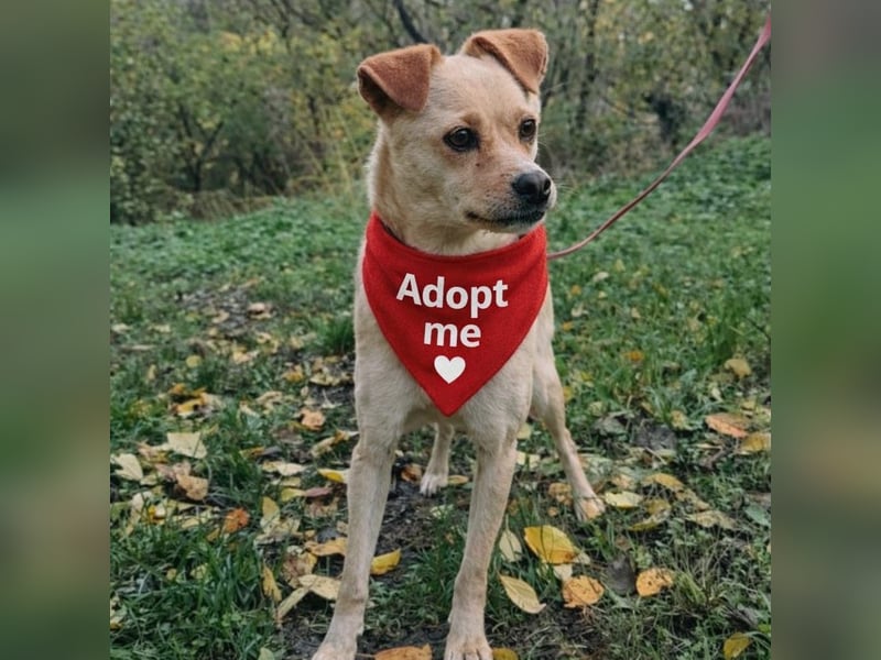 Goldi Tierschutzhund sucht ein Zuhause