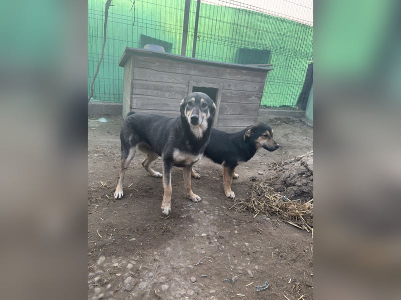 ⭐️ONYA⭐️, Hündin, fast 3 Jahre, 40 cm, Mischling, Tierschutz