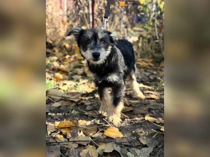 Filip - Bezaubernder Bube sucht Zuhause
