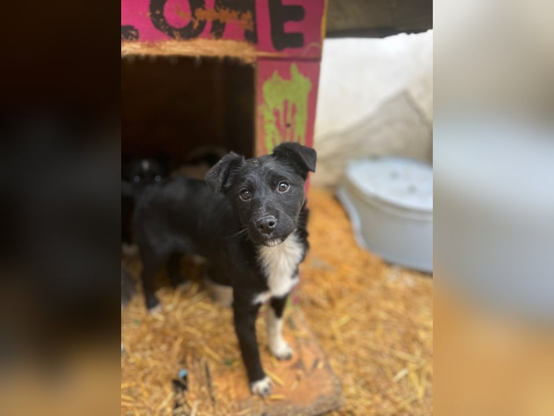 SCHNUCKI, lebensfrohe kleine Entdeckerin, Hündin, 6 Monate, 36 cm, Mischling, Tierschutz