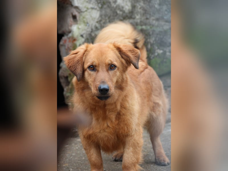 ⭐️DIXY⭐️, Hündin, 3 Jahre, 40 cm, Mischling, Tierschutz