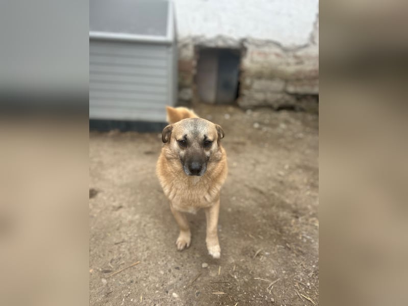 TONI, verschmustes Notfellchen, 3 Jahre, 29 cm, Mischling, Tierschutz Rumänien