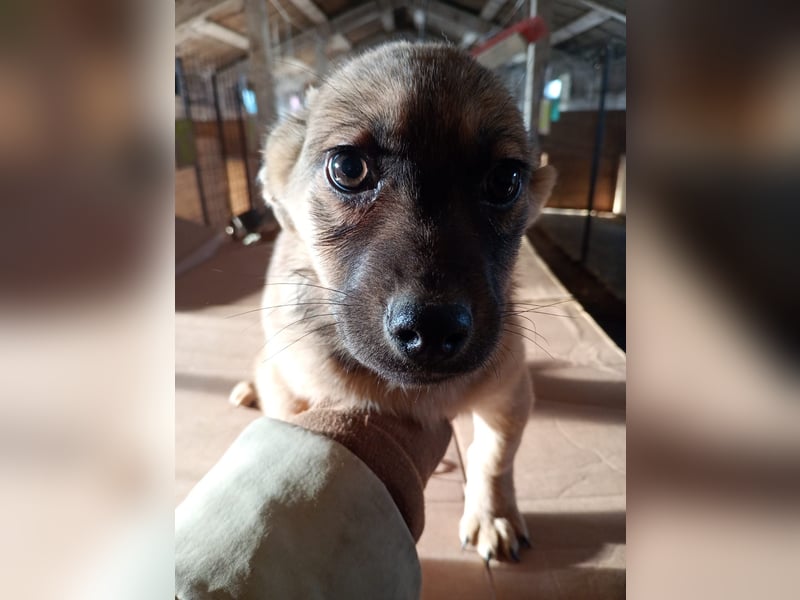 ⭐️Phaja⭐️, aufgewecktes Welpenmädchen, 4 Monate, 26 cm, Mischling, Tierschutz