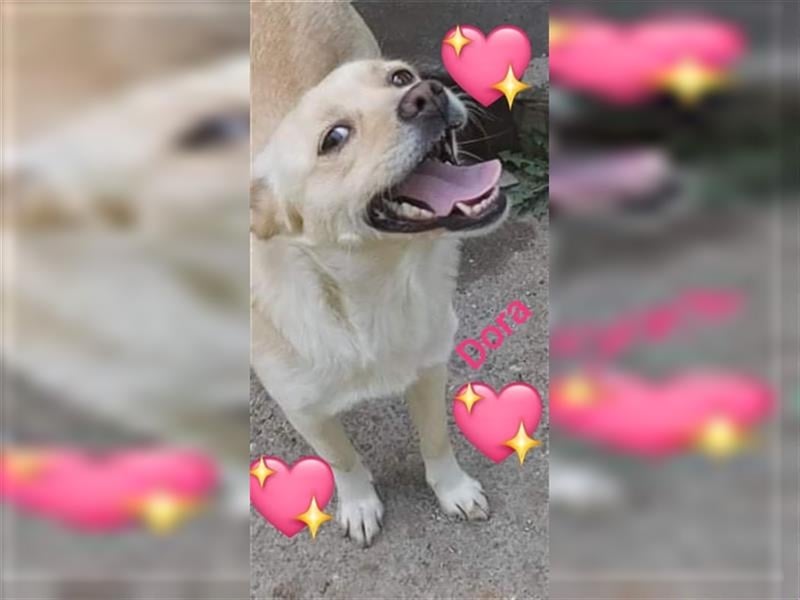 Dora Pinschermix,möchte Rumänien ganz schnell verlassen (lebt dort bei einer PS)