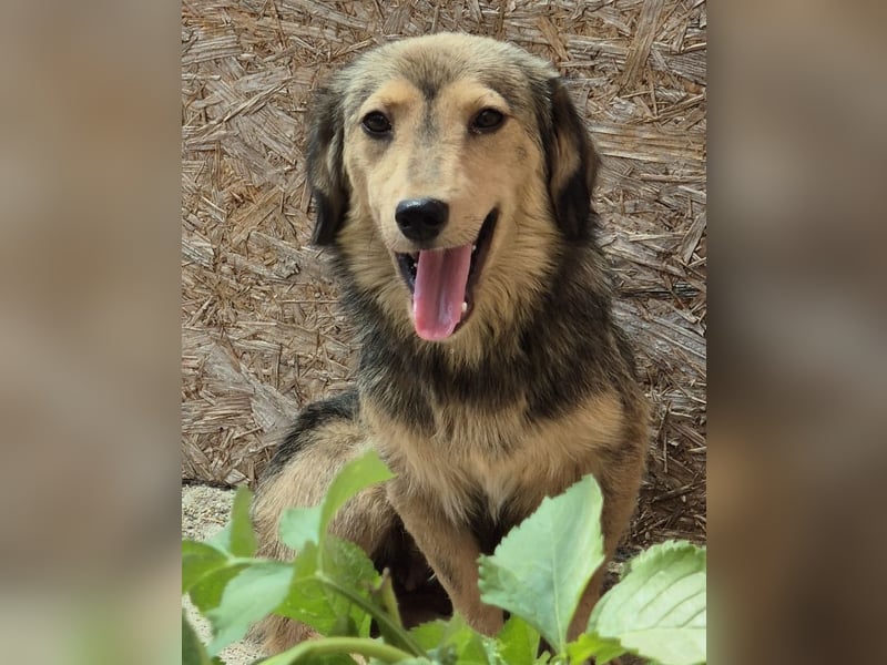 ⭐️ALINE⭐️, zarte Zuckerschnute, Hündin, 1,5 Jahre, 32 cm, Mischling, Tierschutz