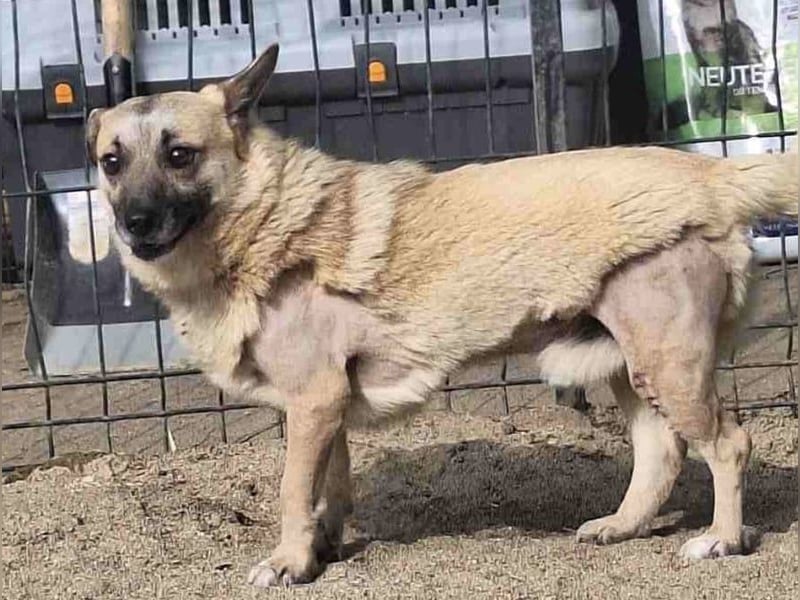 Nofell ⭐️TONI ⭐️, Rüde, 3 Jahre, 29cm, Mischling, Tierschutz Rumänien