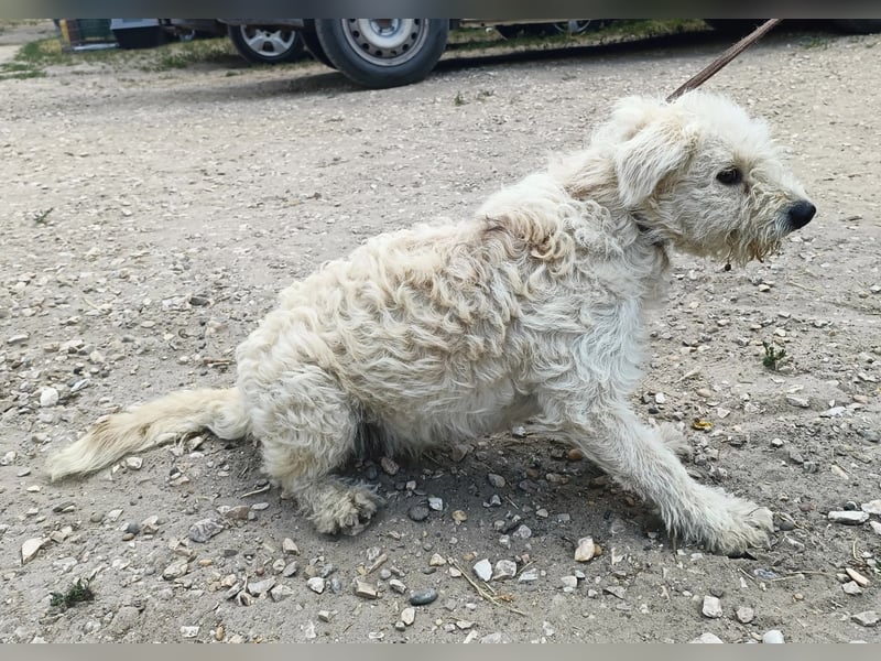 Maggie sucht ein ruhiges Zuhause