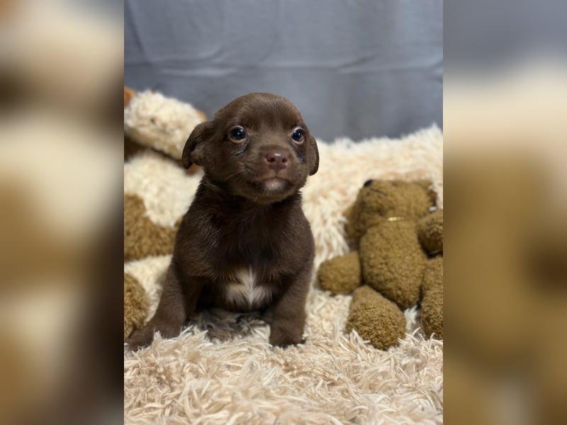 Pindur, kleines Hundekind